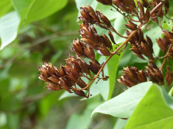 Lilas -   - 04/10/2026