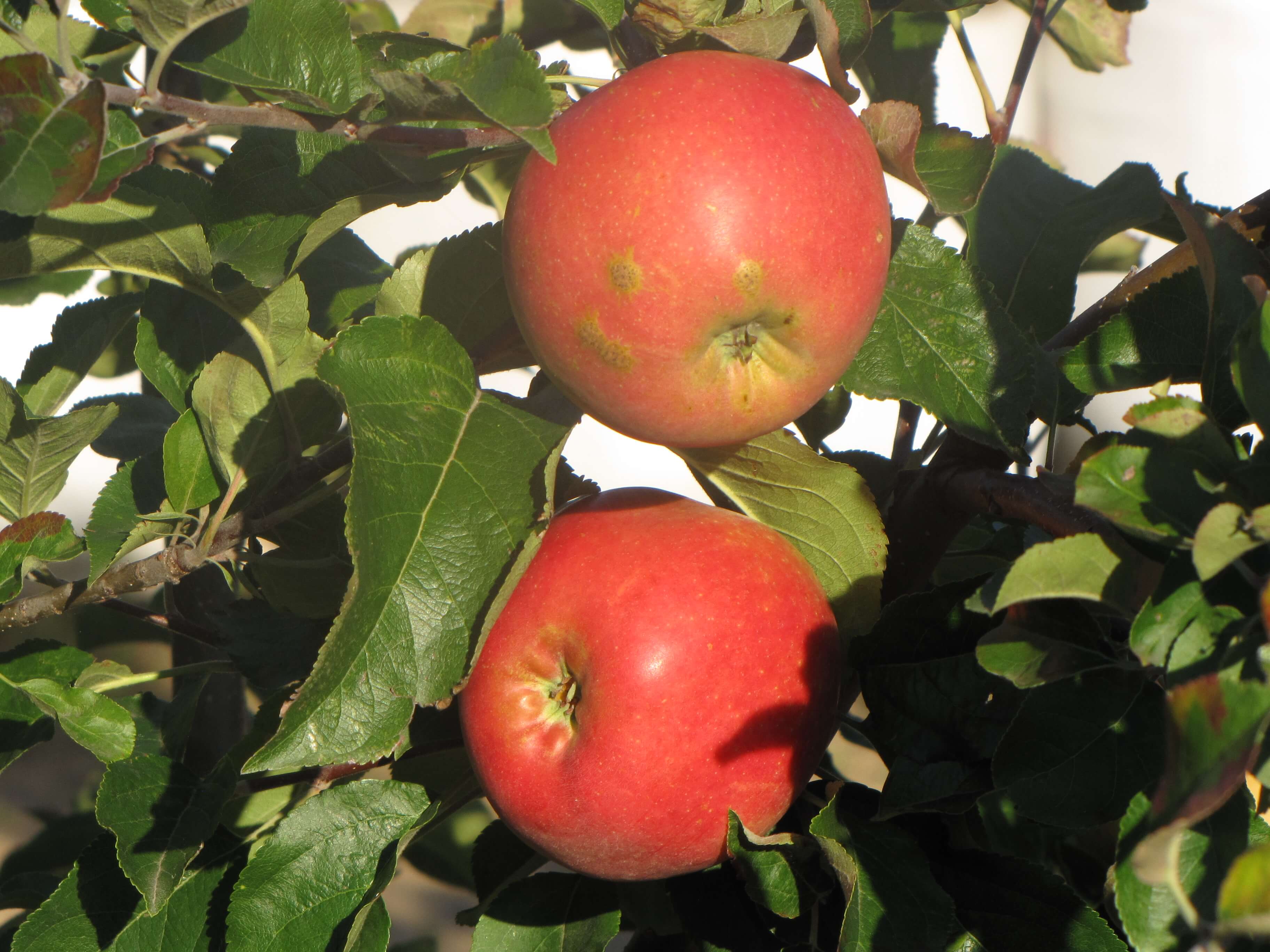 Pommier -   - 22/09/2026